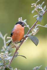 Beautiful Adult male bullfinch (Pyrrhula pyrrhula) perched in a garden shrub, Yorkshire, UK in June