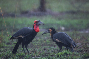 Adult ground hornbill looking for food in the rain to feed its juvenile bird