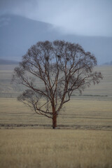 Lonely tree standing in wheat field with cloudy mountain background