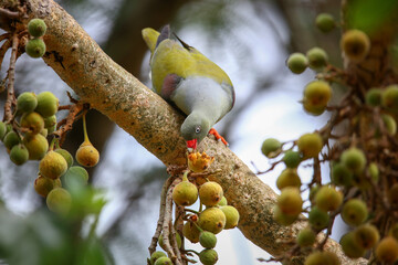 African green pigeon eating fruit on a fig tree