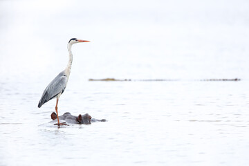 High key image of a grey heron using a hippo as a taxi