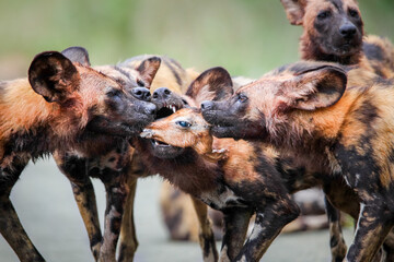 Endangered wild dogs fighting over the head of an impala they killed, Kruger National Park