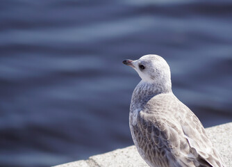 seagull on a wall