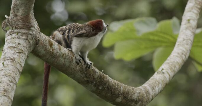 Tamarin Monkey on Branch with Leaf Cutters Ants on Tree Trunk in Jungle
