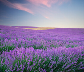 Naklejka na ściany i meble Meadow of lavender