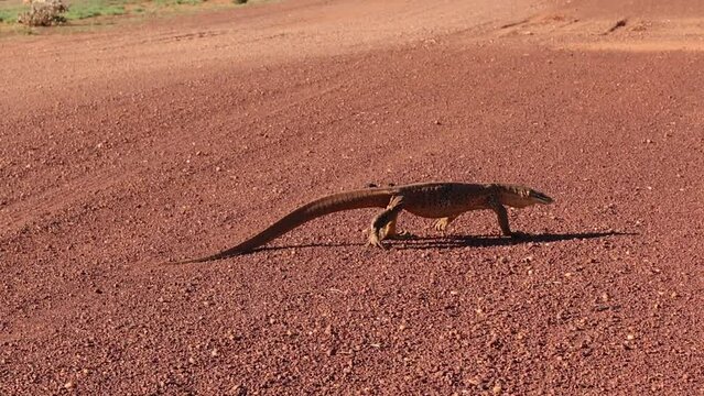 wildlife and wild animals, sand goanna crossing a sandy and stony road in the outback of Western Australia