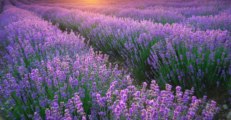 Meadow of lavender texture