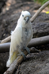 アオメキバタン