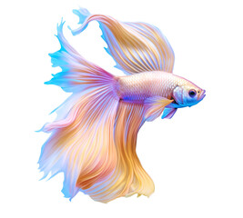 Fototapeta premium Siamese betta fish. Colorful magic betta fish with beautiful iridescent rainbow silk tail isolated on transparent png background. Amazing tropical goldfish ai generated illustration