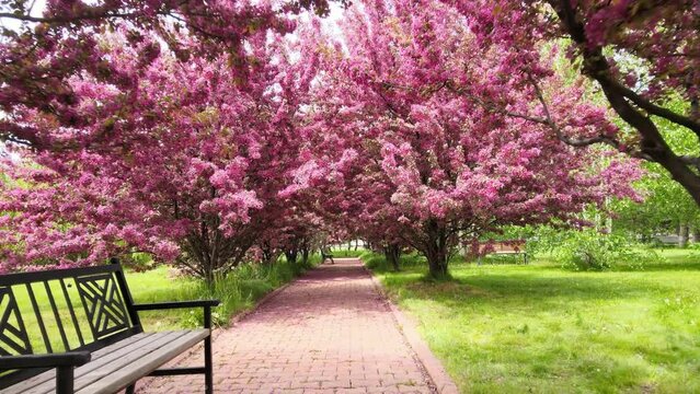 spring in the park