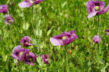 Obraz premium pink ,Mohn ,Wiese ,rosa, Bäcker, raw