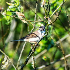 Whitethroat, bird, Colorful Dutch landscape, Drenthe highlands.