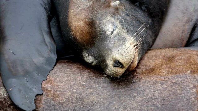 4K Video: Adorable Wild Baby Sea Lion Taking a Nap in Newport, Oregon