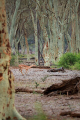 Impala running through clearing in a fever tree forest, Kruger National Park