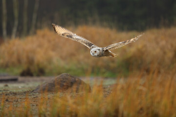 Autumn scene with owl. Big Eastern Siberian Eagle Owl, Bubo bubo sibiricus, fly through autumn landscape, Russia.