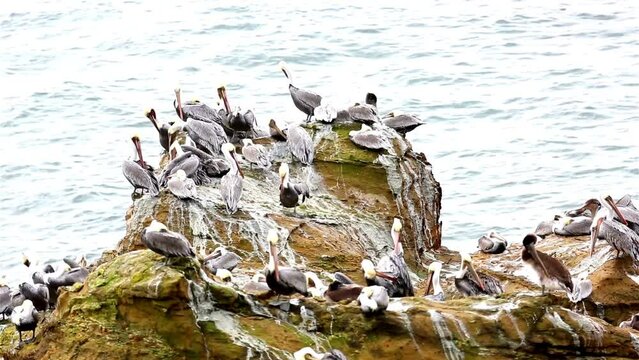 Graceful Gathering: Majestic Pelican Flock on Serene Rocky Shoreline