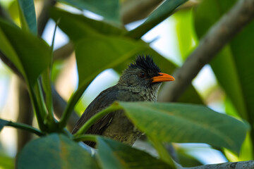 Seychelles bulbul, an endemic bird of the Seychelles island, Mahe Seychelles 7