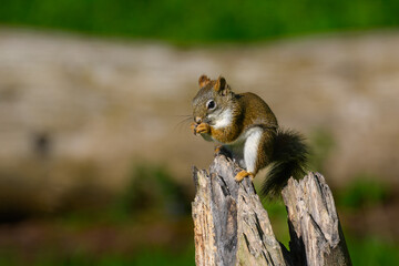 Red Squirrel Feeding on a kernel of corn in Yard on a warm spring day here in the small town of Windsor in Broome County Upstate NY	