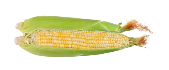 Corn isolated on transparent png