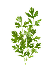 Parsley herb isolated on transparent png