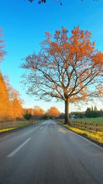 Autumn nature, POV drive on a country road, fall colors, vertical short video