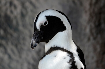 Fototapeta premium ペンギン