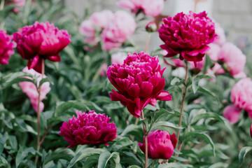 Beautiful blossoming pink and red peony flowers in the garden