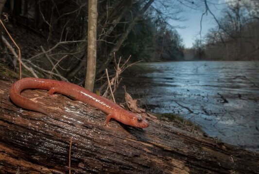 Northern Spring salamander macro wide angle portrait in habitat next to water 
