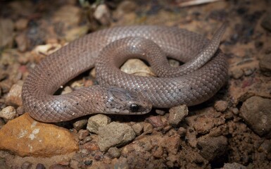 Juvenile Smooth Earth snake field guide macro portrait 