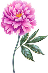 Beautiful peony. Pink flower with stem and leaf. Realistic high quality hand drawn botanical illustration isolated on white. Clip art for romantic pretty wedding invitation, greeting card, cosmetic.
