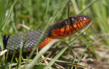 Copperbelly Plainbelly Water snake macro portrait in situ basking in grass 