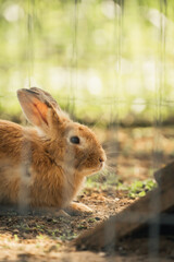 cozy retreat portrait of a rabbit by the cage fence