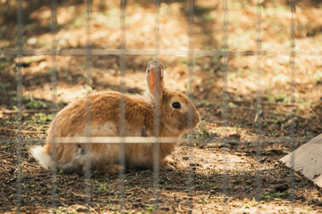 captive serenity portrait of a brown rabbit in a spacious cage
