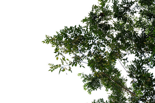 branch isolated foreground on white background