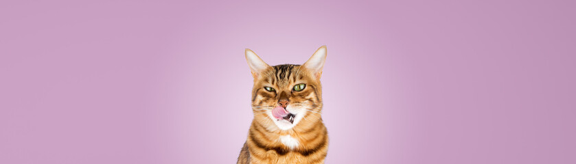 Funny hungry bengal cat licks his lips. Isolated on a colored background.