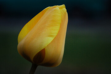 Tulpe - Yellow Tulip - Background - Meadow - Fresh - Close Up - Lonely - Nature - Mood - High...