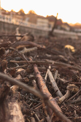 vertical detailed macro photo of remains of wood brought by the sea to land in a beach of the Atlantic Ocean in the north of Spain at sunset