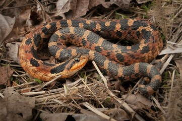 Colorful orange and black Eastern Hognose snake field guide macro portrait 