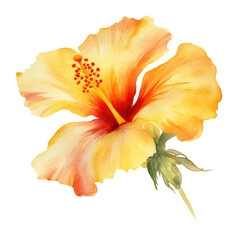 Yellow hibiscus flower with a red spot in watercolor style, PNG background