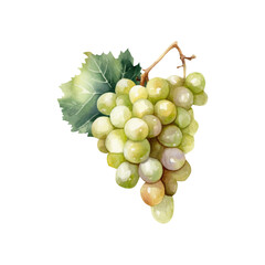 Watercolor grapes, food fruit illustration. Generative AI, png image.