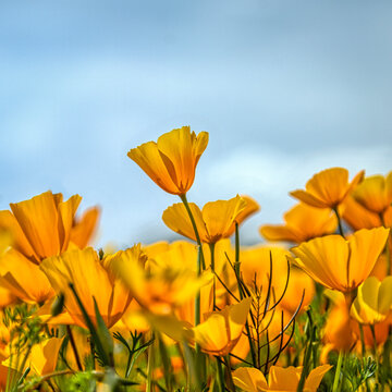 Wild Poppies in Arizona