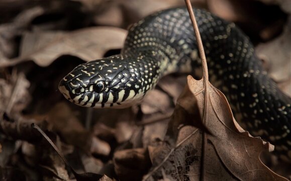 Macro head portrait of an adult Shawnee Speckled Black King snake 
