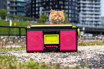street style curious cat posing with 80s neon boombox in the park and looking at camera, horizontal...