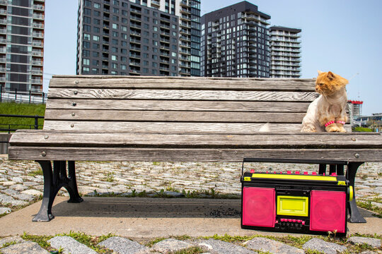 horizontal image of a orange cat with Mowhak on a bench downtown Montreal with an 80s neon boombox