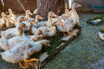 Funny ducklings on the farm