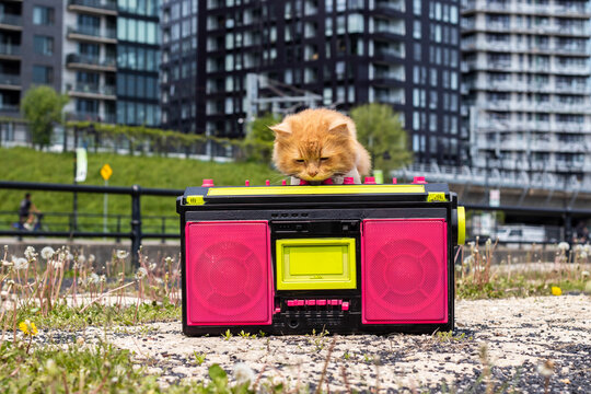An orange cat playing with an 80s boombox in downtown Montreal, horizontal image and blurred background with colorful image