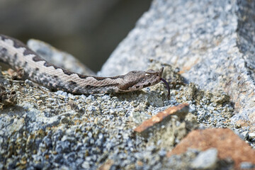 Nose-Horned Viper male in natural habitat (Vipera ammodytes)