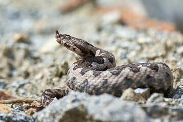 Nose-Horned Viper male in natural habitat (Vipera ammodytes)