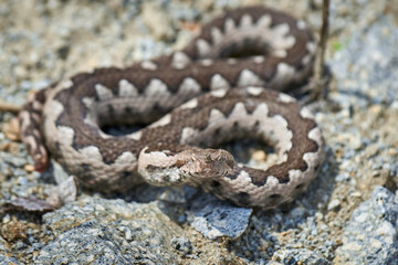 Nose-Horned Viper male in natural habitat (Vipera ammodytes)
