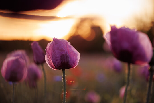 lila Mohn im Sonnenuntergang